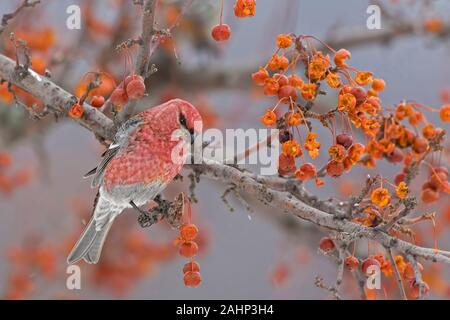 Un maschio di Pine Grosbeak, Pinicola enucleator, in Crabapple tree Foto Stock