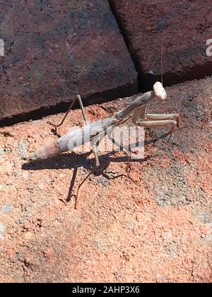 Arizona tan mantis Stagmomantis limbata nativo del sudovest USA Foto Stock