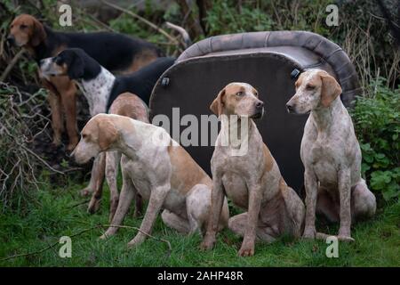 Quantock Staghounds tradizionale di suoneria soddisfare sul Boxing Day in Crowcombe, Somerset, Regno Unito Foto Stock