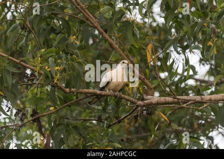 Appollaiato Torresian Piccione imperiale (Ducula spilorrhoa) Foto Stock