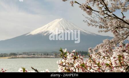 Vista ravvicinata di fiori di ciliegio e mt Fuji sul Lago Kawaguchi in Giappone Foto Stock