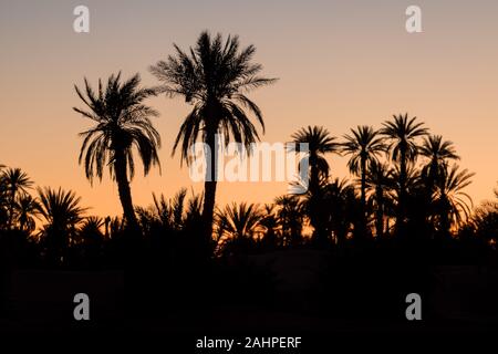 Silhouette palme sulla spiaggia al tramonto. Tono vintage. Paesaggio con palme, durante la stagione estiva per lo stato della California, Stati Uniti d'America bellissimo sfondo Foto Stock