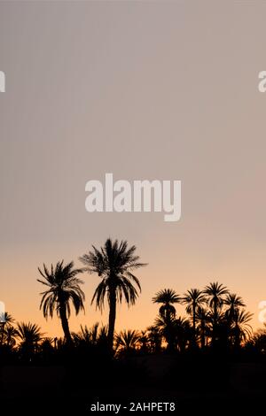 Silhouette palme sulla spiaggia al tramonto. Tono vintage. Paesaggio con palme, durante la stagione estiva per lo stato della California, Stati Uniti d'America bellissimo sfondo Foto Stock