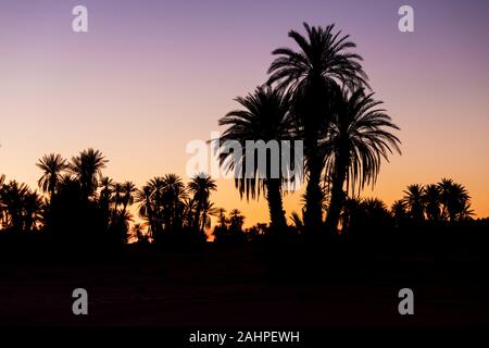 Silhouette palme sulla spiaggia al tramonto. Tono vintage. Paesaggio con palme, durante la stagione estiva per lo stato della California, Stati Uniti d'America bellissimo sfondo Foto Stock