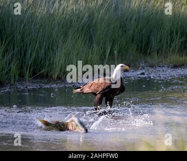 Aquila calva con Salmone Chum in Alaska Foto Stock