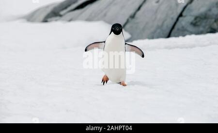 Petermann Island, Antartide, uno Adélie penguin passeggiate nella neve. Foto Stock