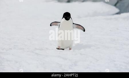 Un pinguino Adélie passeggiate nella neve. Petermann Island, l'Antartide. Foto Stock