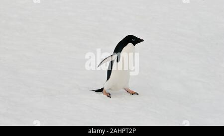 Un pinguino Adélie passeggiate nella neve. Petermann Island, l'Antartide. Foto Stock