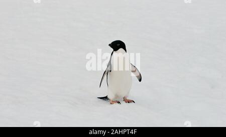 Un pinguino Adélie passeggiate nella neve. Petermann Island, l'Antartide. Foto Stock