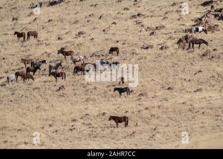 Cavalli selvaggi, West Desert, Utah Foto Stock