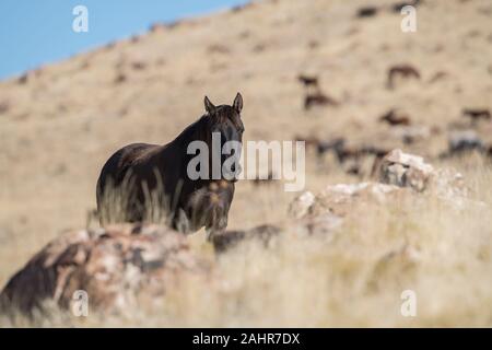 Cavalli selvaggi, West Desert, Utah Foto Stock