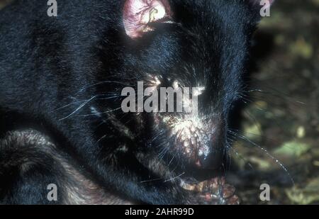 CLOSE-up di un diavolo della Tasmania (SARCOPHILUS HARRISII) Foto Stock