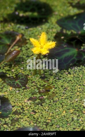 Acqua gialla simbolo del fiocco di neve (NYMPHOIDES INDICA) una pianta acquatica comunemente noto come piante di banana, robusto MARSHWORT o acqua il simbolo del fiocco di neve. Foto Stock