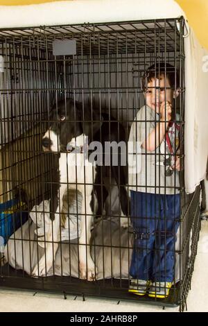 Issaquah, Washington, Stati Uniti d'America. Tre yeard old boy scherzare e divertirsi la scalata all'interno di una cassa con i suoi sei mesi Alano cucciolo, "Athena". (PR Foto Stock