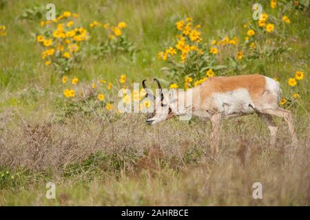 Buck Pronghorn mangiare con la freccia-lasciava Balsamroot fiori selvatici in background, in National Bison Range, Montana, USA Foto Stock