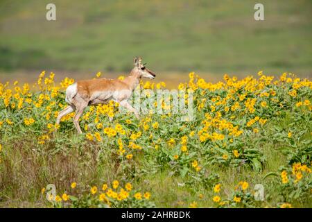 National Bison Range, Montana, USA. Pronghorn doe con un orecchio giallo tag camminando in un campo di Arrowleaf Balsamroot fiori selvatici. Foto Stock