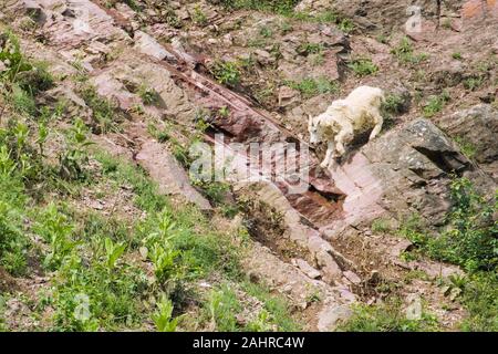 Capre di montagna arrampicata su una collina rocciosa nel Parco Nazionale di Glacier, Montana, USA Foto Stock