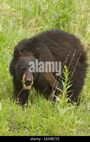 Black Bear ringhiando e la caccia per il cibo nel millefiori riempito di prato nel Parco Nazionale di Yellowstone, Wyoming Foto Stock