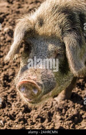 Gloucestershire Old Spots pig close-up in western WASHINGTON, STATI UNITI D'AMERICA Foto Stock