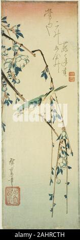 Utagawa Hiroshige. Bush trillo sul ramo di prugna. 1830-1840. Il Giappone. Colore stampa woodblock; chutanzaku Foto Stock