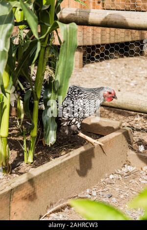 Argento-legare Wyandotte pollo foraggio per il cibo dal mais in giardino in Issaquah, Washington, Stati Uniti d'America Foto Stock