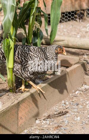 Bloccate Plymouth Rock hen rovistando nel giardino per il mais in Issaquah, Washington, Stati Uniti d'America. Bloccate le rocce sono un ardito di razza americana con una sorprendente black Foto Stock