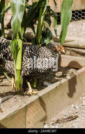 Bloccate Plymouth Rock hen rovistando nel giardino per il mais in Issaquah, Washington, Stati Uniti d'America. Bloccate le rocce sono un ardito di razza americana con una sorprendente black Foto Stock