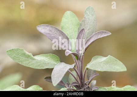 Purple Sage giardino di piante che crescono in Sammamish, Washington, Stati Uniti d'America Foto Stock