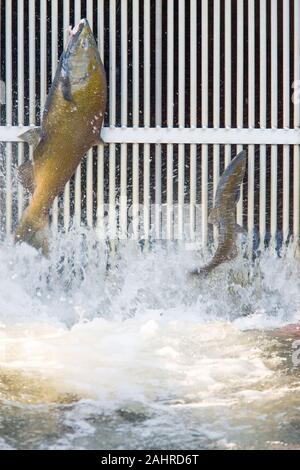La Chinook o salmone King jumping davanti al cancello chiuso alla scaletta di pesce al Issaquah Salmon Hatchery, in Issaquah Creek in Issaquah, era Foto Stock