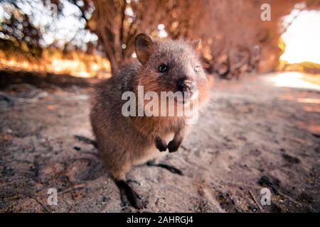 Sorridente quokka interessati e annusare la lente della fotocamera durante un meravigliosamente illuminati tramonto Foto Stock