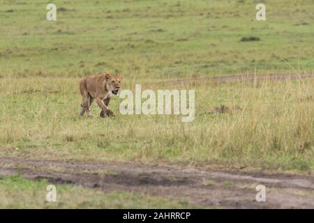 Una donna contesa da doppio orgoglio di croce camminando nelle pianure di. Africa all'interno della Riserva Nazionale Masai Mara durante un safari di fauna selvatica Foto Stock