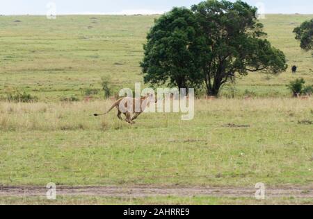 Una donna contesa da doppio orgoglio di croce camminando nelle pianure di. Africa all'interno della Riserva Nazionale Masai Mara durante un safari di fauna selvatica Foto Stock