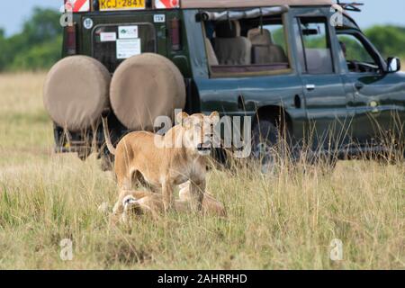 Una donna contesa da doppio orgoglio di croce camminando nelle pianure di. Africa all'interno della Riserva Nazionale Masai Mara durante un safari di fauna selvatica Foto Stock