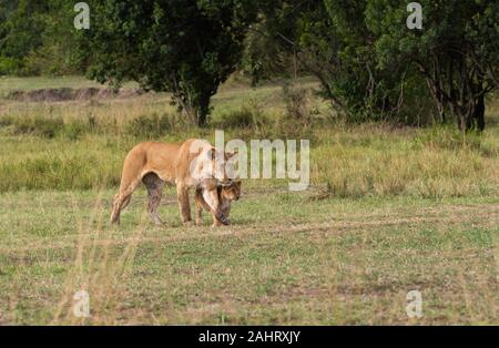 I cuccioli di leone giocano nelle pianure dell'africa all'interno Della Riserva Nazionale di Masai Mara durante un safari della fauna selvatica Foto Stock