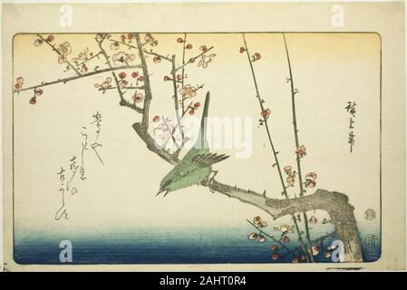 Utagawa Hiroshige. Bush trillo sul ramo di prugna. 1840-1849. Il Giappone. Colore stampa woodblock; aiban Foto Stock