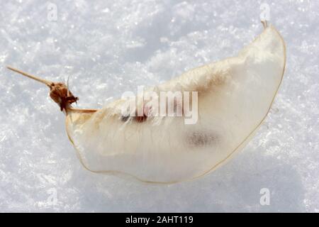 Colutea Arborescens seme Baccelli, neve Foto Stock