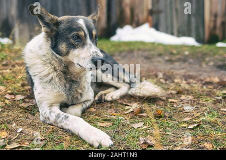 Lonely cane randagio giacente su un terreno a caduta stagione con speranza agli occhi Foto Stock