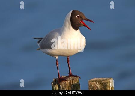 A testa nera, gabbiano seagull chiamando, UK. Foto Stock