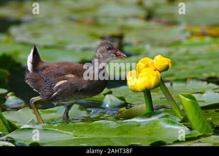 MOORHEN, UK. Foto Stock