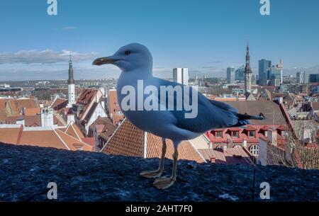 Seagull su una soletta di calcestruzzo sullo sfondo della città vecchia di Tallinn Foto Stock