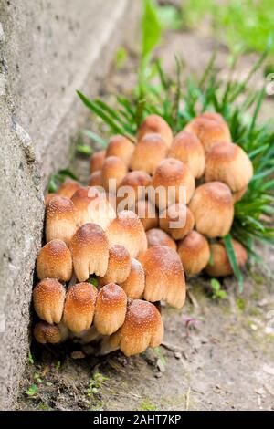 Giovane frutta corpi di luccicante Inkcap Fungo (Coprinellus micaceus) vicino alla parete di cemento Foto Stock