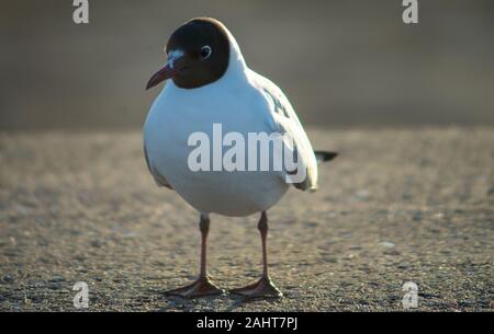 Seagull sulla soletta di calcestruzzo al tramonto Foto Stock