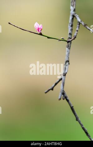 Unico peach blossom su pesco succursale in Brisbane River Valley nel Queensland Foto Stock