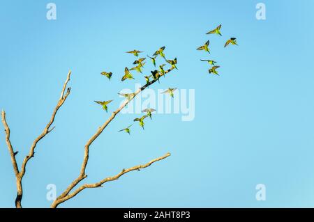 Un volo di budgerigars che atterra su un albero morto vicino a Longreach nell'entroterra del Queensland occidentale, Australia. Foto Stock