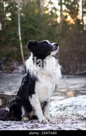 Ritratto di un Collie Di Confine seduto, contro il sole Foto Stock