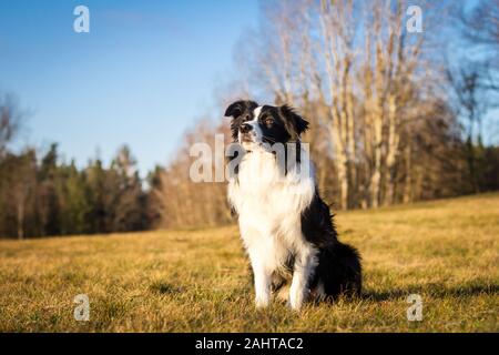 Confine Collie seduto su un prato Foto Stock