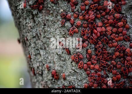 Molti firebbugs su un albero in differenti fasi di sviluppo. Primo piano foto insetto scarabei firebug. Scarabei con una schiena rossa maculata. Scarabeo bug Foto Stock