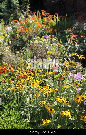 Rudbeckias e inglese estate fiore giardino confine Foto Stock