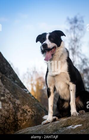 Border Collie seduto su rocce Foto Stock