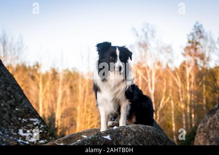 Border Collie seduto su rocce Foto Stock